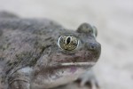 Conserving an urban toad